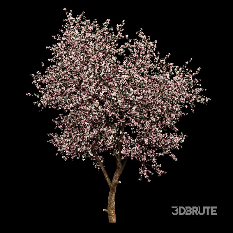 Blooming lemon tree Image 2