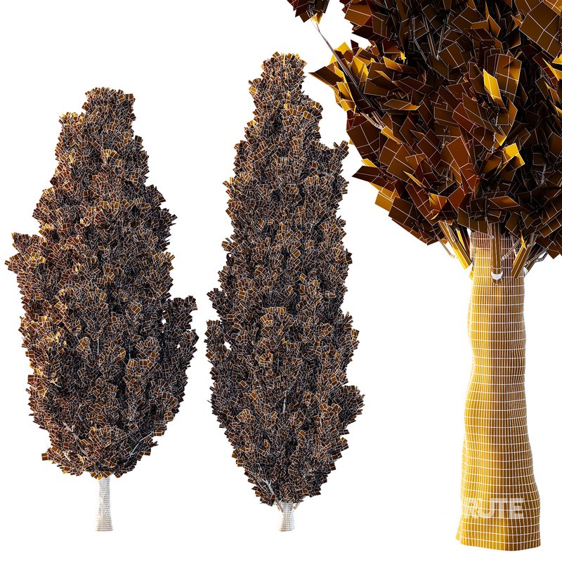 Italian Cypress Tree 17 Image 2