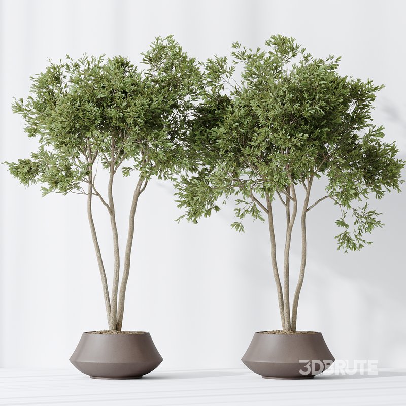 Indoor plants set 105 Wilsonii Chemlali Olive and Wallisii Bellini Peace Lily Domino Image 3