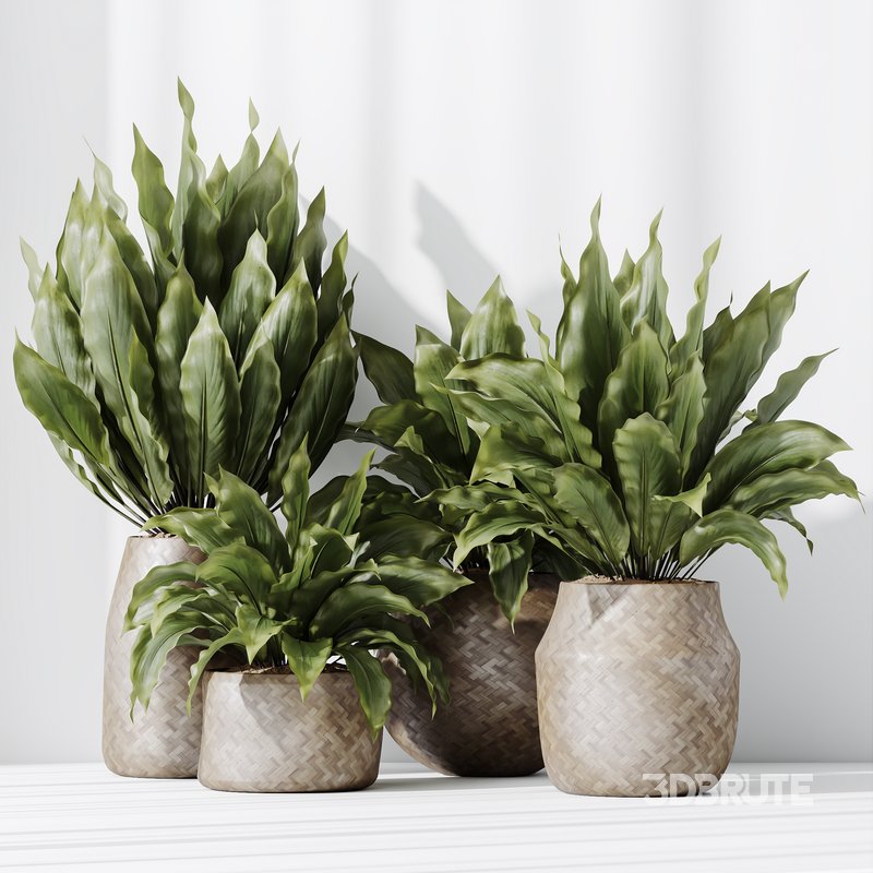 HQ HousePlants Spathiphyllum Wallisii Bellini Peace Lily Domino Set04 Image 4