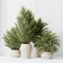 HQ HousePlants Cyara Areca Palm Paradise Kentia Everlasting Set02 - Thumbnail 3