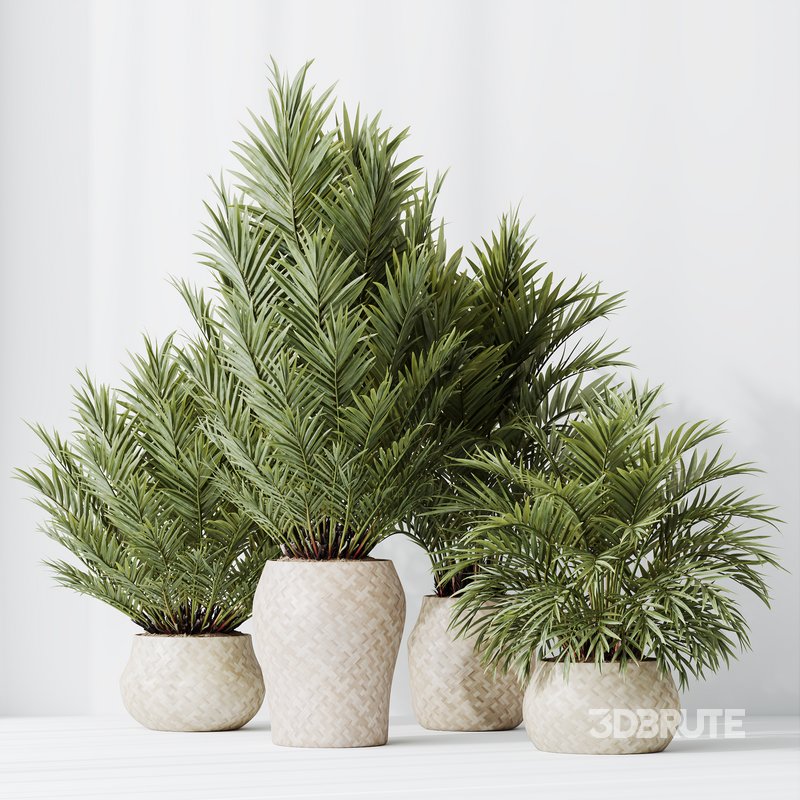 HQ HousePlants Cyara Areca Palm Paradise Kentia Everlasting Set02 Image 3