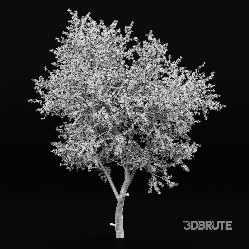 Blooming lemon tree Image 4