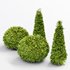 Evergreen Shrubs Golden Globe Dwarf Thuja - Thumbnail 4