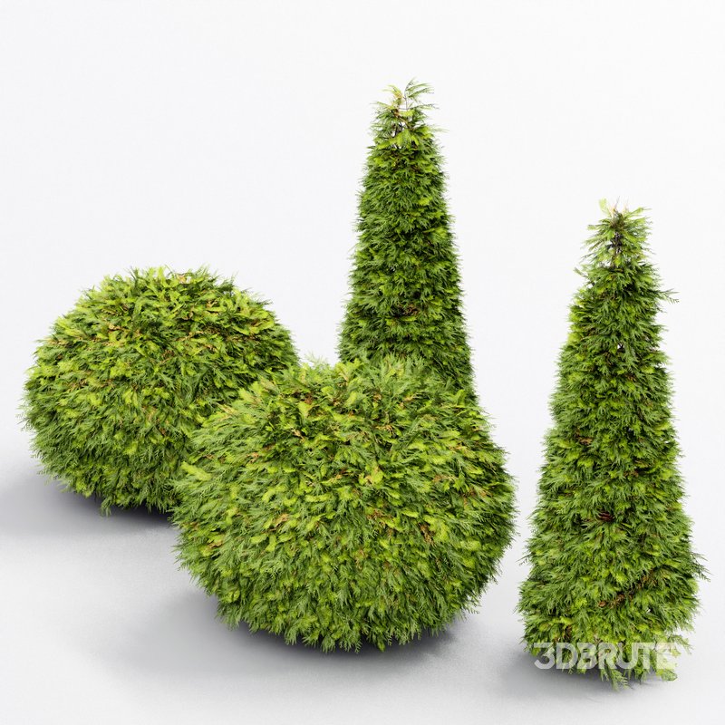 Evergreen Shrubs Golden Globe Dwarf Thuja Image 4
