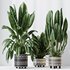 HQ HousePlants Ficus Elastica Beliza Tineke Variegated Rubber Set02 - Thumbnail 4