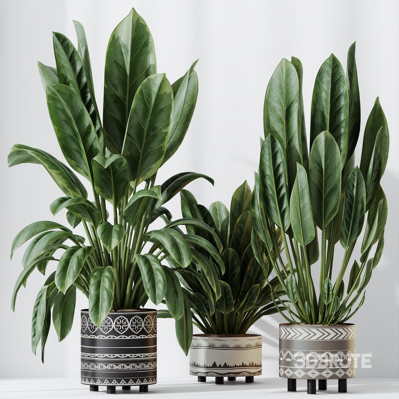 HQ HousePlants Ficus Elastica Beliza Tineke Variegated Rubber Set02 Image 4