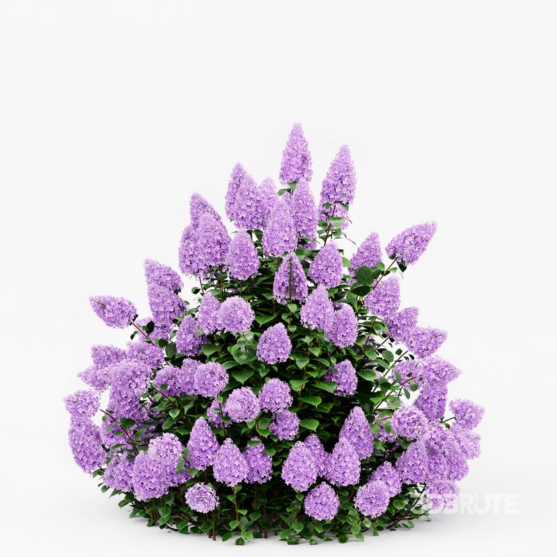 Hydrangea Paniculata Phantom Image 4