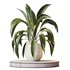 Indoor plants set 105 Wilsonii Chemlali Olive and Wallisii Bellini Peace Lily Domino - Thumbnail 2