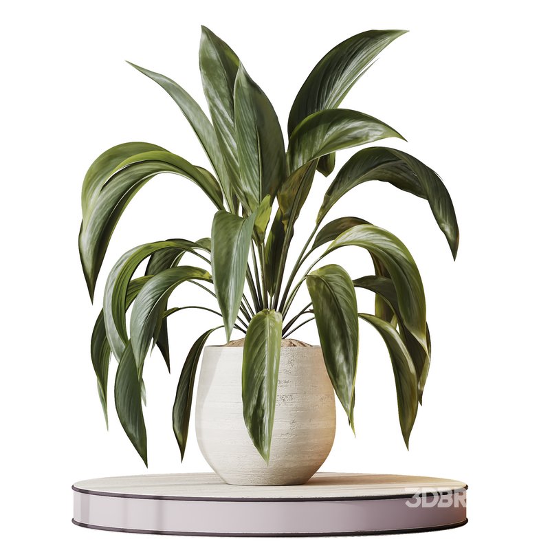 Indoor plants set 105 Wilsonii Chemlali Olive and Wallisii Bellini Peace Lily Domino Image 2