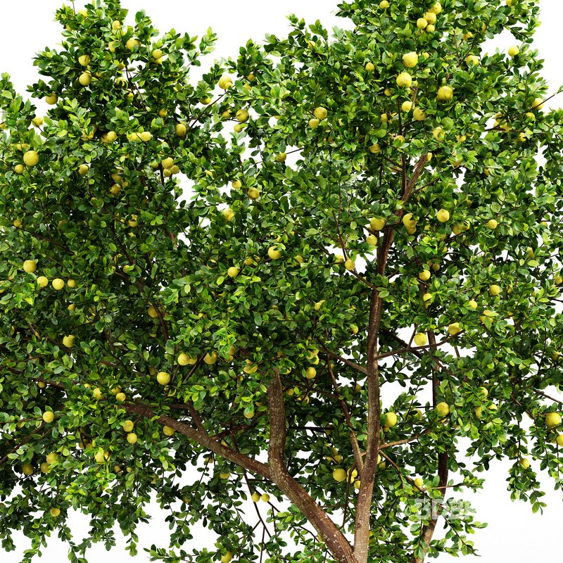 Fruit tree Lemon Image 6