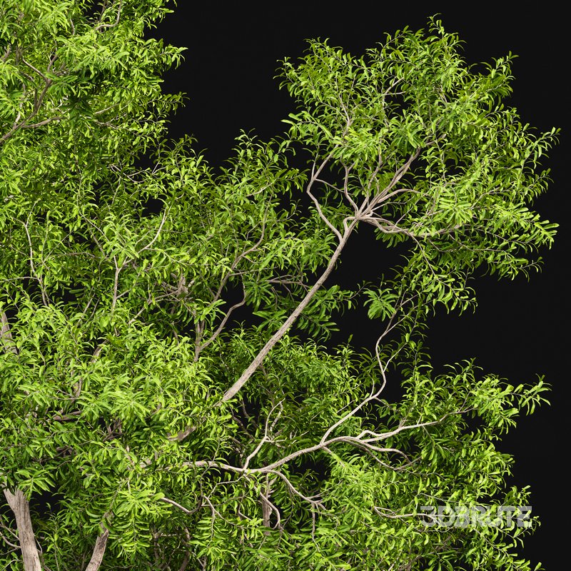 Ghost Gum Tree Corymbia Aparrerinja Image 4