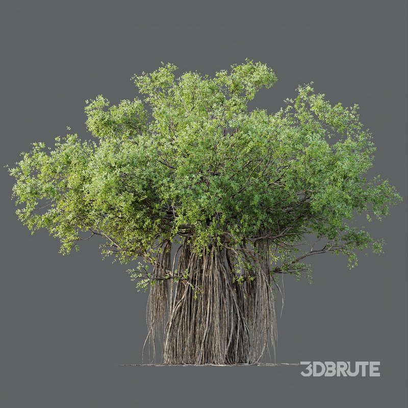 HQ Plants Banyan Ficus Benghalensis Tree Image 3