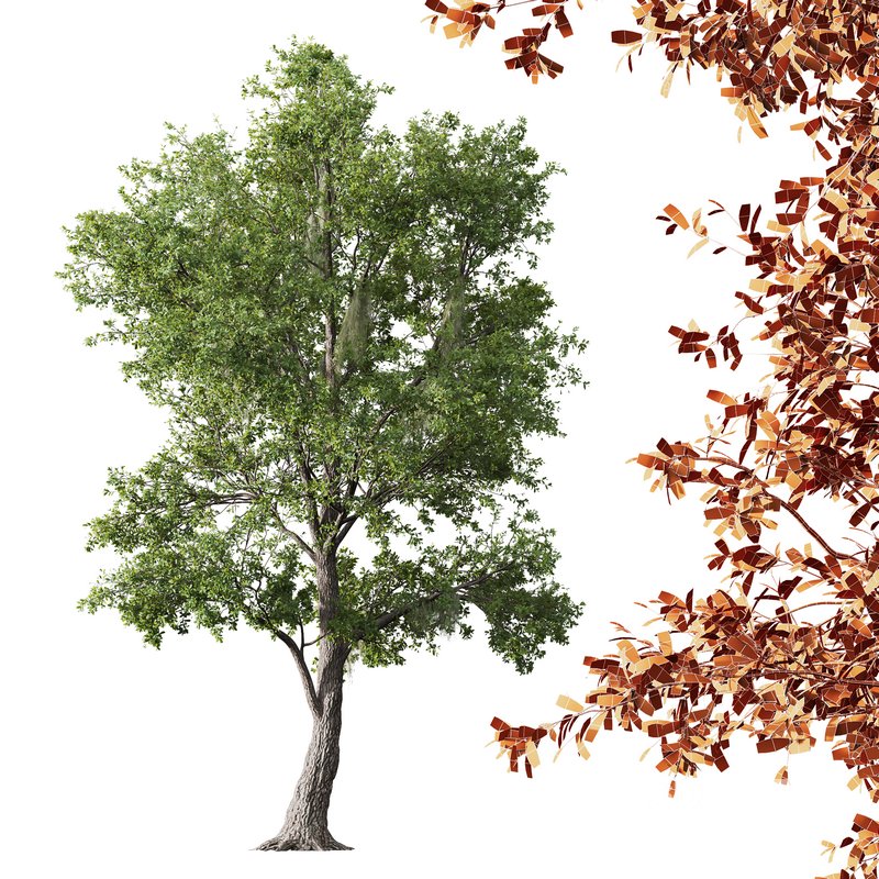 Pollard willow and Angel Oak Live Tree Spanish Moss Image 2