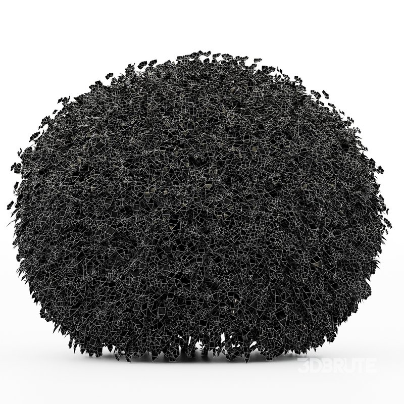 Dwarf Yaupon Holly flowering plants Image 4