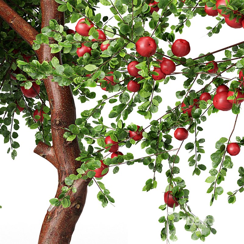 Apple fruit tree Image 4