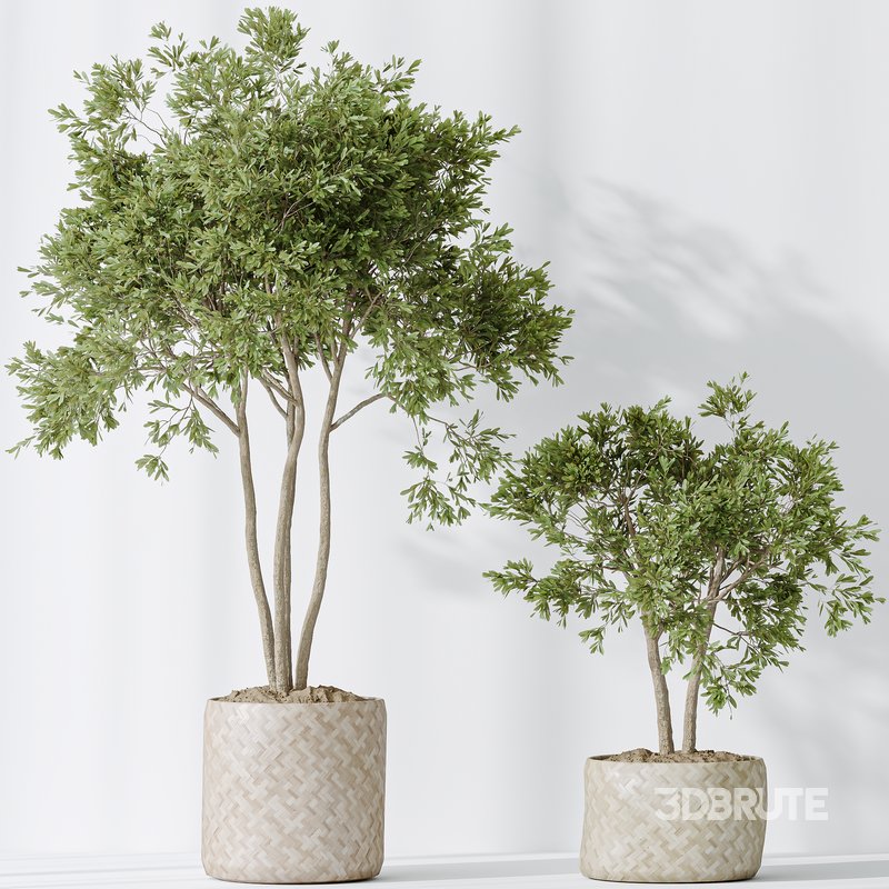 Indoor plants set 98 Areca Palm Kentia and Wilsonii Chemlali Olive and Ficu Cyathistipula Image 4