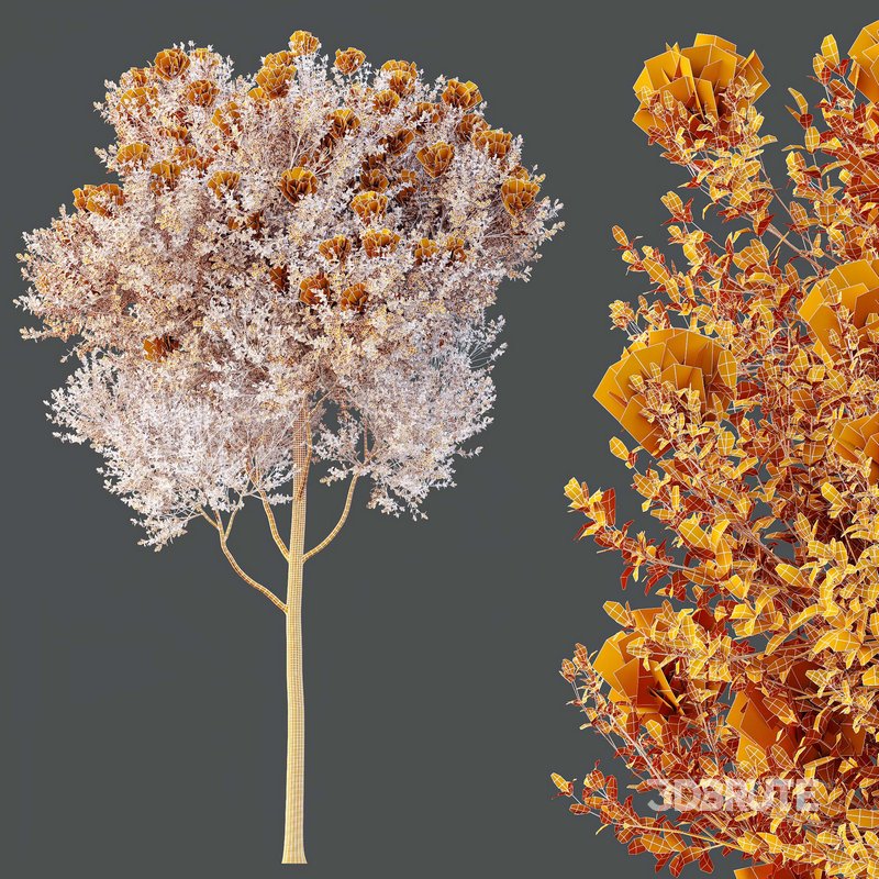 HQ Plants Teak Tectona Grandis Tree Image 4