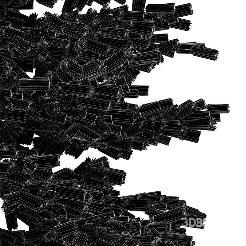 Black Spruce Picea Mariana Pine Image 2