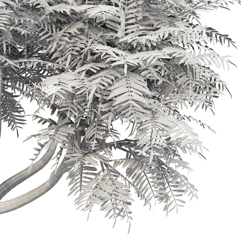 Velvet Mesquite 2Trees Image 4