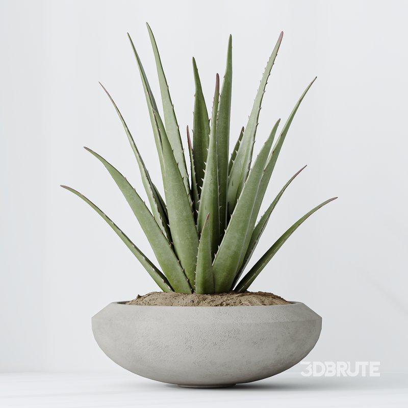 Indoor plants set 101 Spathiphyllum Wallisii and Ficus Cyathistipula Image 2