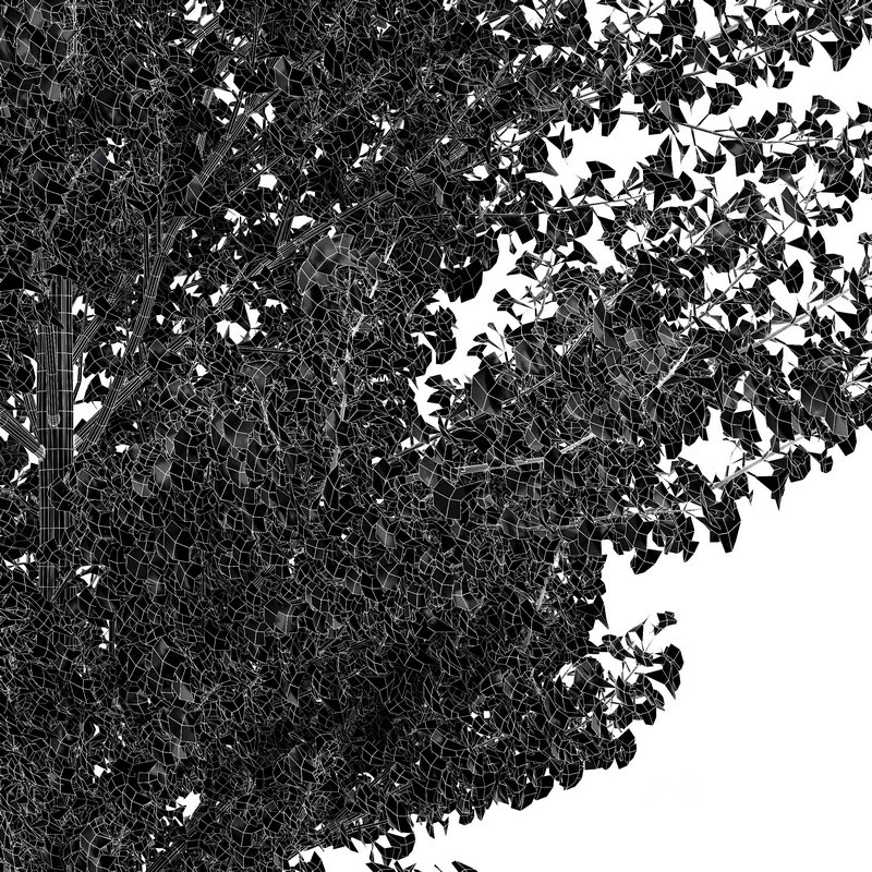 Maidenhair Tree Ginkgo Biloba Fall Gardens Image 4