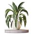 Indoor plants set 97 Dypsis Areca Palm and Spathiphyllum Wallisii - Thumbnail 3