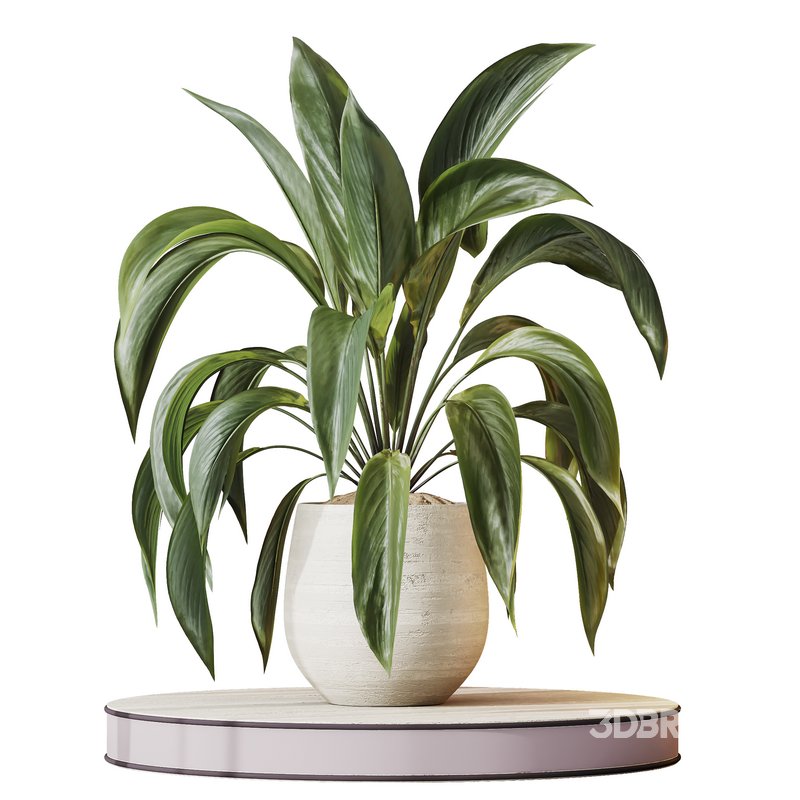 Indoor plants set 97 Dypsis Areca Palm and Spathiphyllum Wallisii Image 3