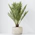HQ HousePlants Cyara Areca Palm Paradise Kentia Everlasting - Thumbnail 4