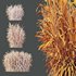 HQ Plants Elephant Grass Pennisetum Purpureum - Thumbnail 4