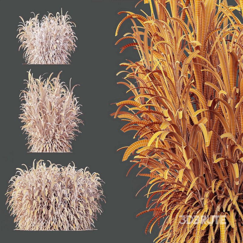 HQ Plants Elephant Grass Pennisetum Purpureum Image 4