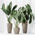 HQ HousePlants Cunjevoi Alocasia Jardin Brisbanensis Fittingly Elephant Set02 - Thumbnail 4