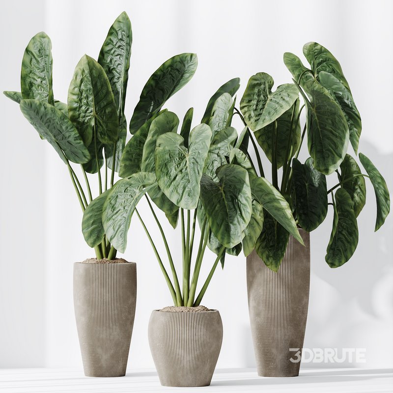 HQ HousePlants Cunjevoi Alocasia Jardin Brisbanensis Fittingly Elephant Set02 Image 4