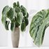 Indoor plants set 103 Lutescens Palm and Cunjevoi Alocasia - Thumbnail 2