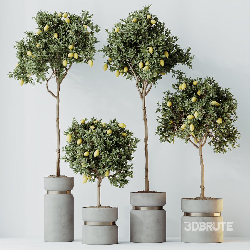 HQ HousePlants Mandarin Citrus Fruit Lomen Calamondin Tree Image 2