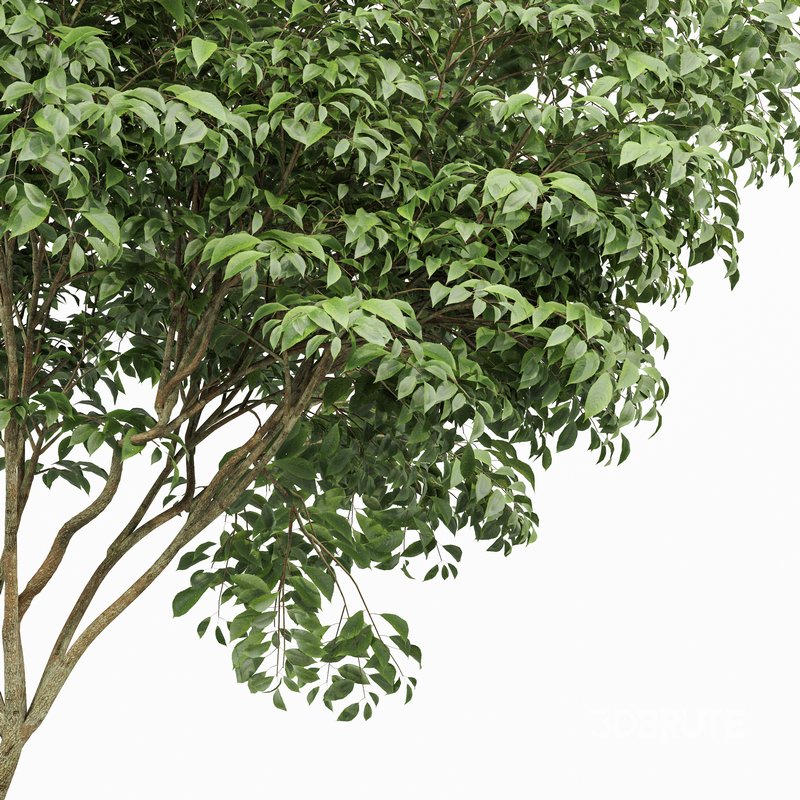 Japanese Cherry Leaf and Joy Perfume Orange Michelia and Catalpa Bignonioides- 4 trees Image 4