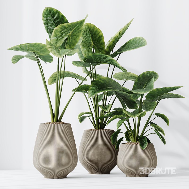 HQ HousePlants Cunjevoi Alocasia Jardin Brisbanensis Fittingly Elephant Image 4