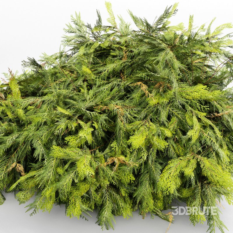 Different Bush Golden Globe Dwarf Thuja Spruce Image 5