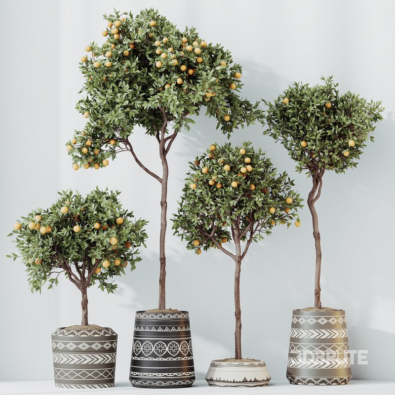 HQ HousePlants Mandarin Citrus Fruit Orange Calamondin Tree Image 5