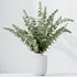 HQ HousePlants Branche Decorative Foliage Dollar Authentic Eucalyptus Bouquet Set02 - Thumbnail 4