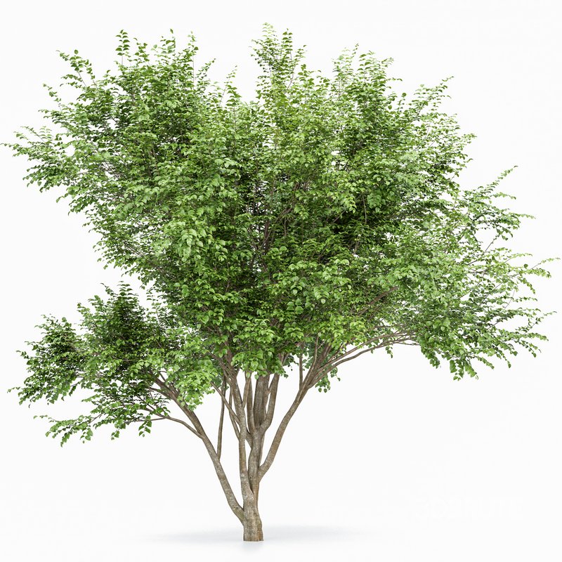 European Beech 2 Trees Image 4