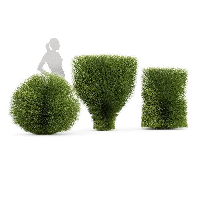 description Maiden Grass Miscanthus sinensis Gracillimus Tuin Grassen Image 2