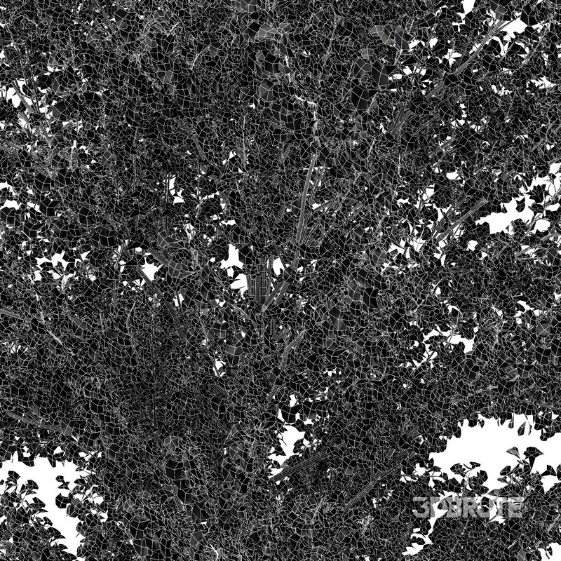 Maidenhair Tree Ginkgo Biloba Gardens Image 4