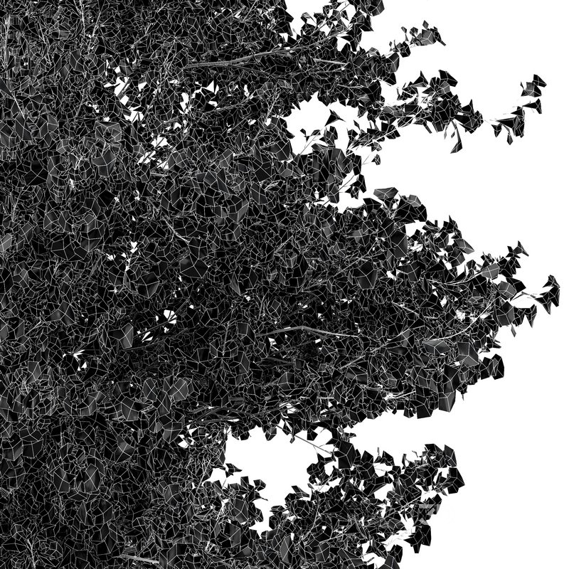 Maidenhair Tree Ginkgo Biloba Image 2