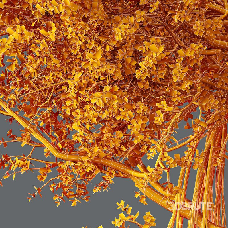 HQ Plants Banyan Ficus Benghalensis Tree Image 4