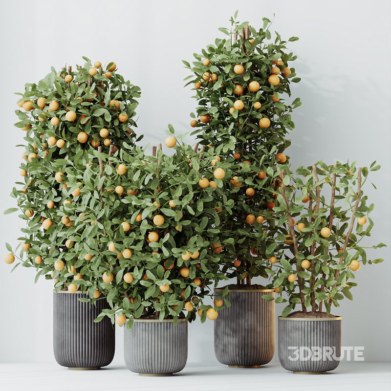HQ HousePlants Mandarin Citrus Fruit Bosnai China Orange Tree Set02 Image 6