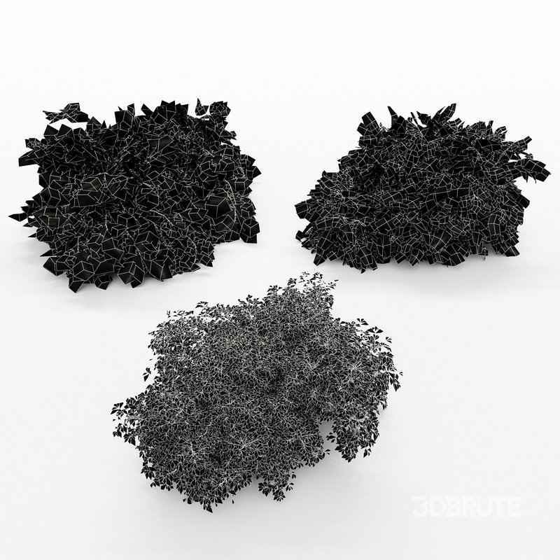 Different Bush Golden Globe Dwarf Thuja Spruce Image 6