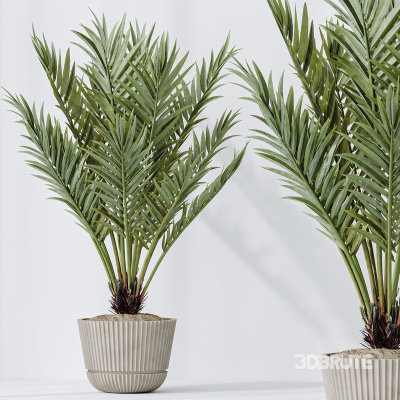 Indoor plants set 103 Lutescens Palm and Cunjevoi Alocasia Image 5