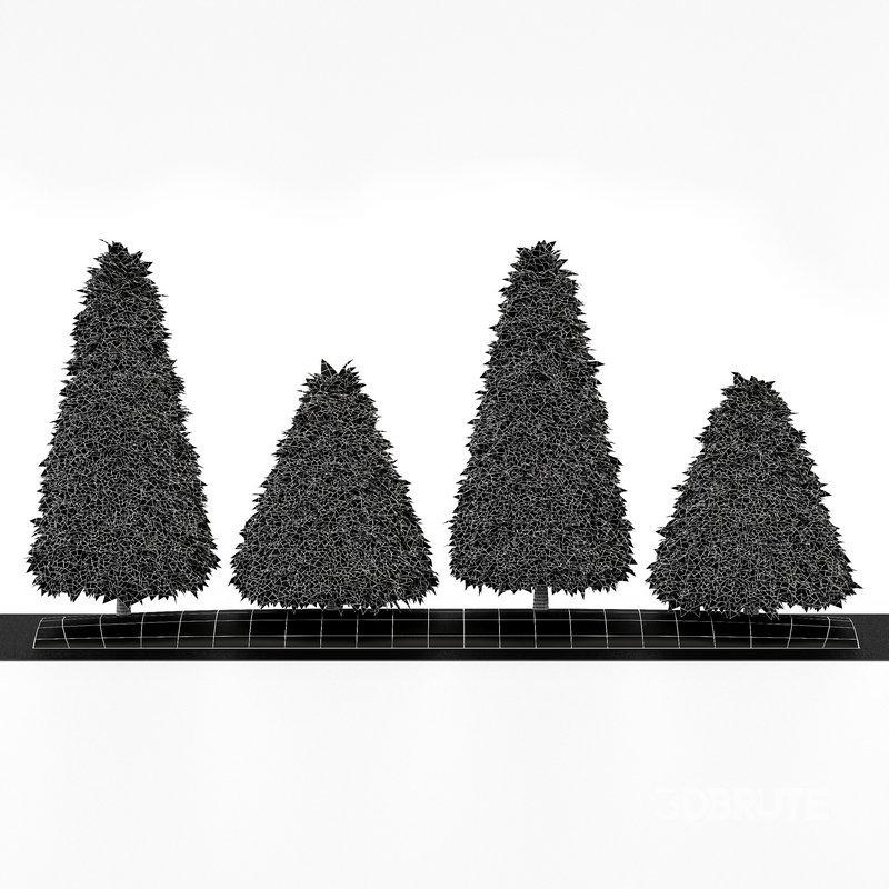 2 Different tree Cone shaped green coniferous Image 4