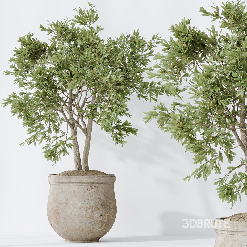 Indoor plants set 99 Lutescens Areca Palm and Ficus Benjamina and Paradise Strelitzia Image 4